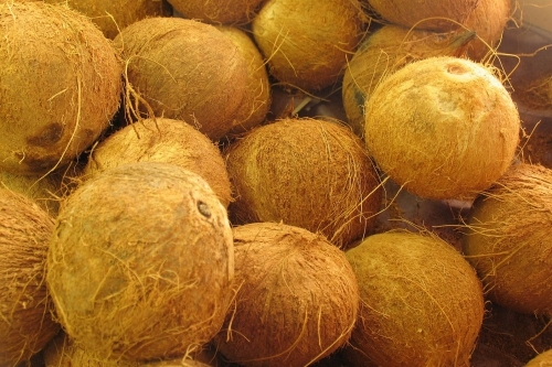 Thủ tục nhập khẩu trái dừa khô